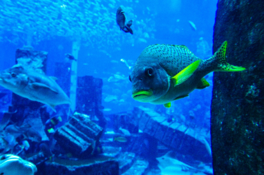 Dubai Mall Aquarium