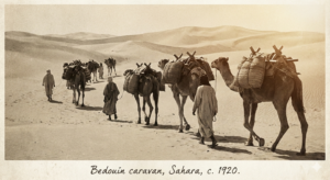 is it ethical to ride camels