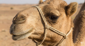 Is It Ethical to Ride Camels